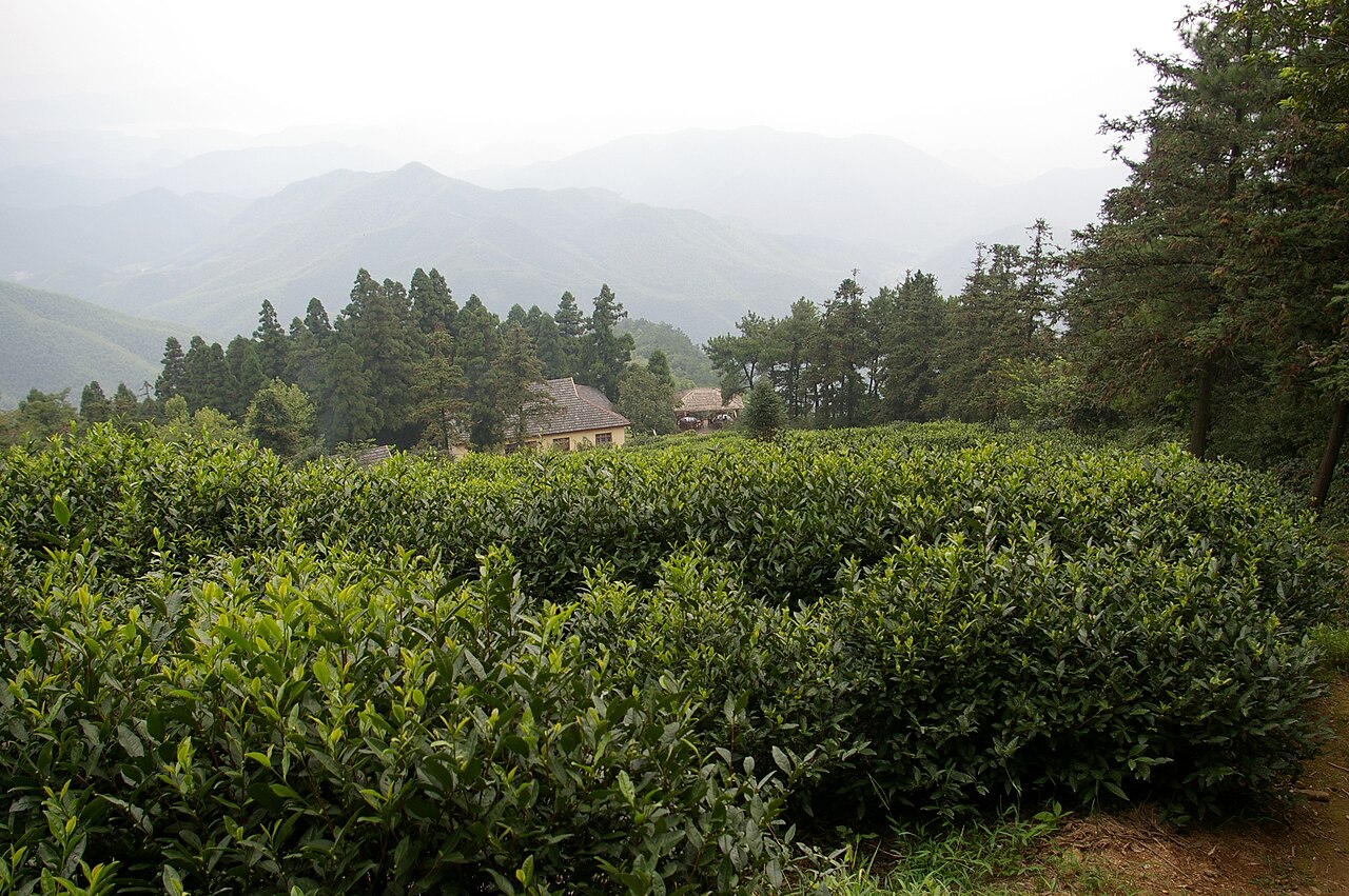 Tea plantation on Mount Mogan near Deqing